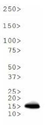Western Blot: Histone H3 [Dimethyl Lys18] AntibodyBSA Free [NB21-1142]